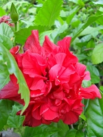 Hibiscus Bloodred Carnation